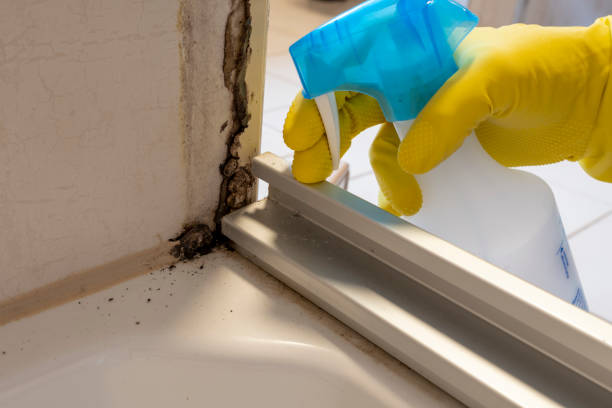 Best DIY Mold Remediation Support Services in Wayne, PA